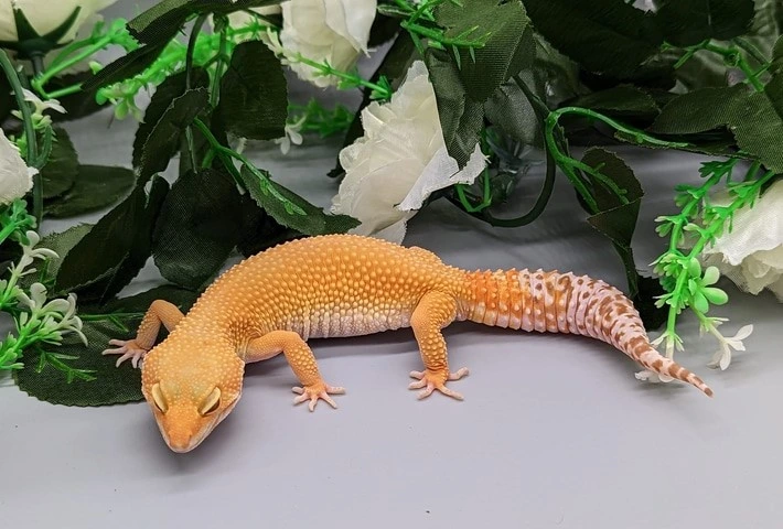 A yellow and orange leopard gecko with pinkish-red eyes
