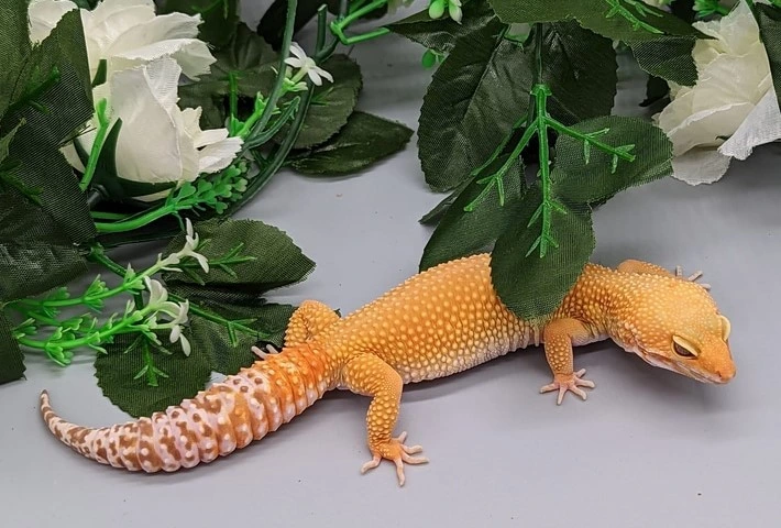 A yellow and orange leopard gecko with a white tail and pale orange spots
