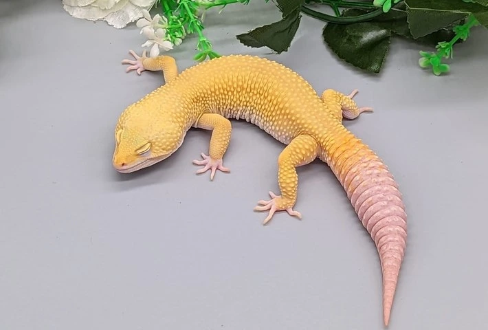 A white and yellow leopard gecko with no spots
