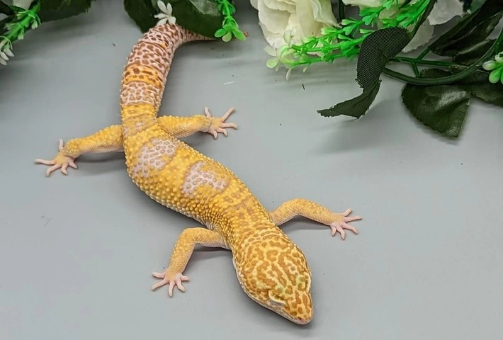 A white and yellow leopard gecko with stripes across it's back