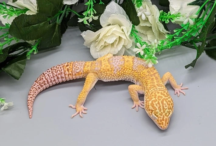 A white and yellow leopard gecko with stripes across it's back and pale orage markings