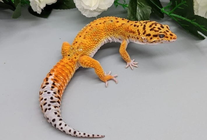 An orange leopard gecko with black spots on it's head and spine and a white spotty tail
