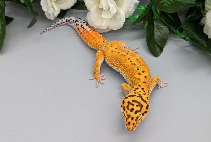An orange leopard gecko showing the black spots on it's head and spine