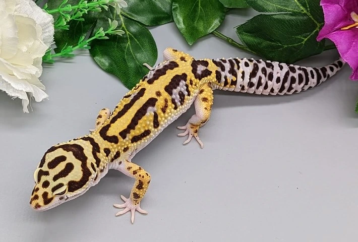 A yellow and white leopard gecko with black stripes either side of it's spine