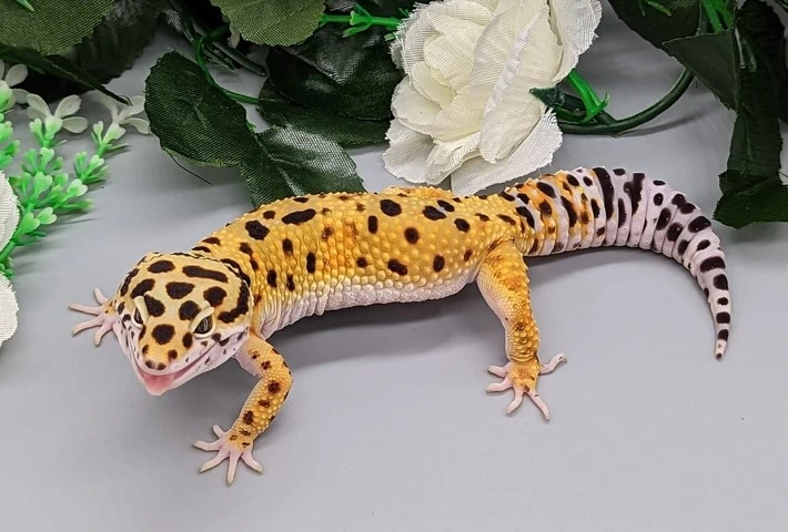 A yellow leopard gecko with large black spots