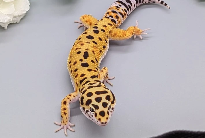 A yellow leopard gecko showing the large black spots on it's head and back