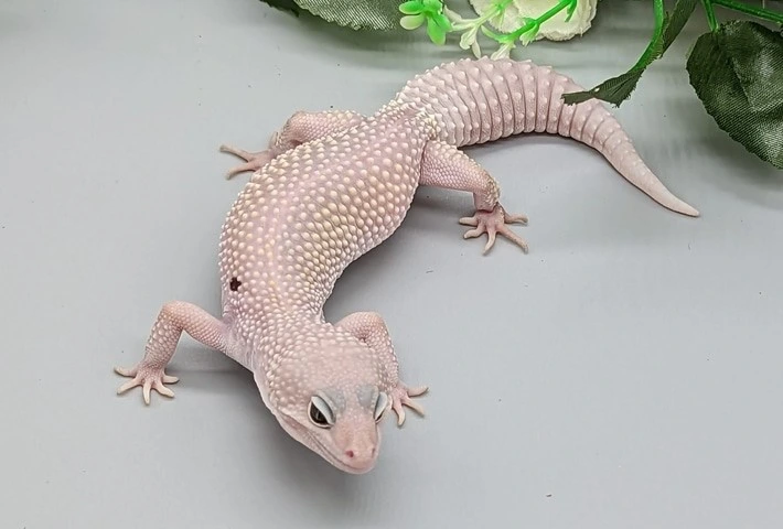 A white leopard gecko with a single black spot near it's arm