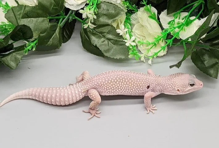 A side view of a white leopard gecko with a single black spot near it's arm