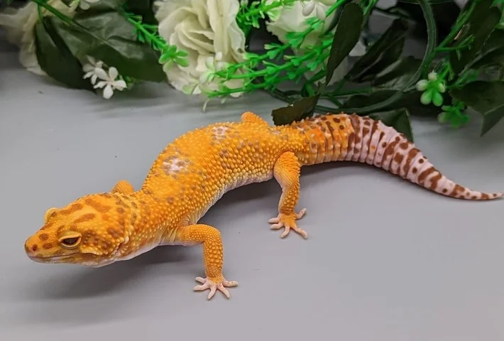 An orange leopard gecko with dark orange spots on it's head