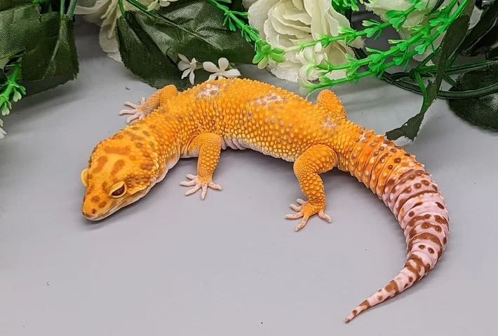 An orange leopard gecko with dark orange spots on it's head showing the white markings on its back