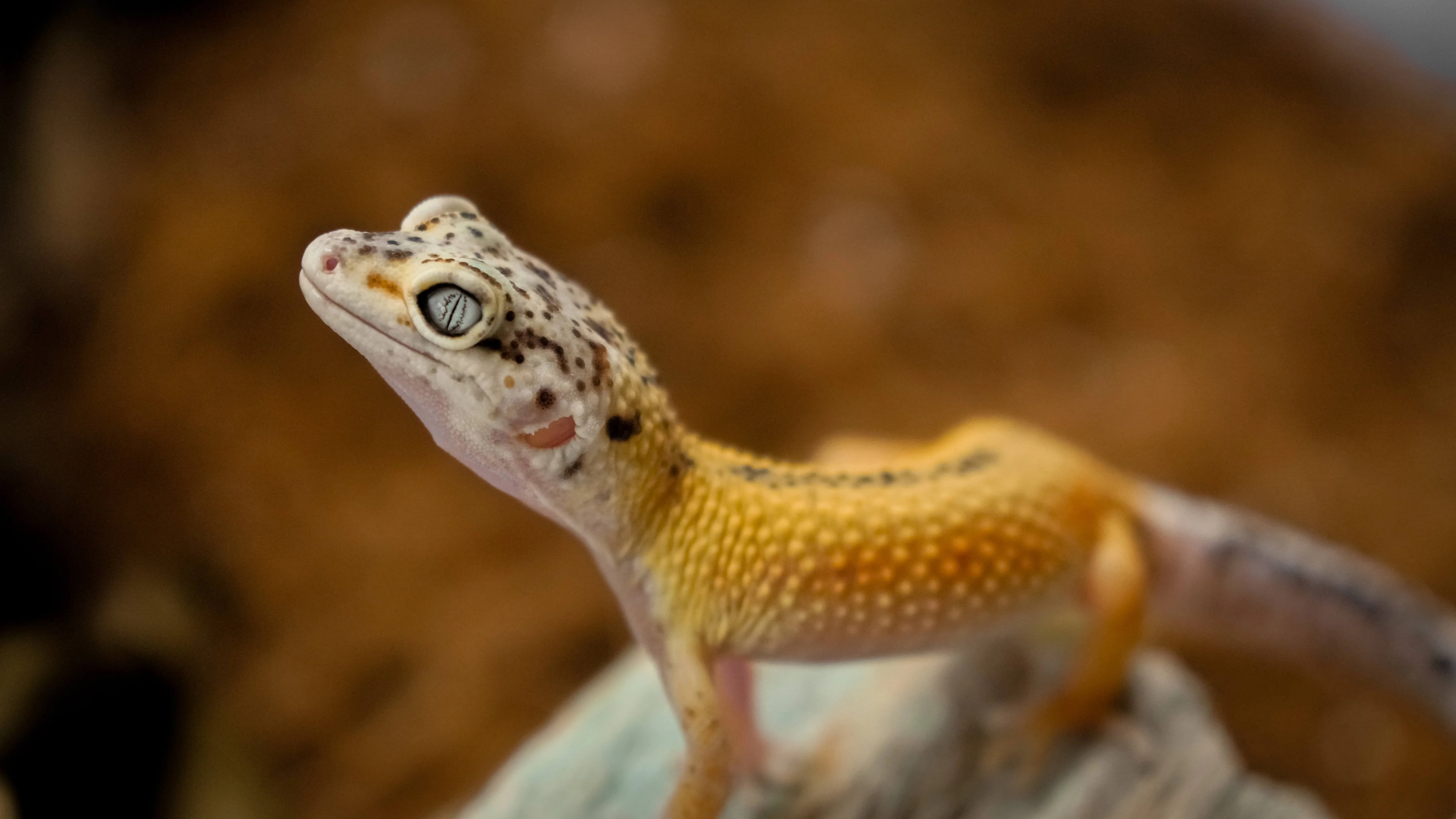A leopard gecko with a white head and black spots, and a yellow body with a black stripe running down its spine, resting on a rock