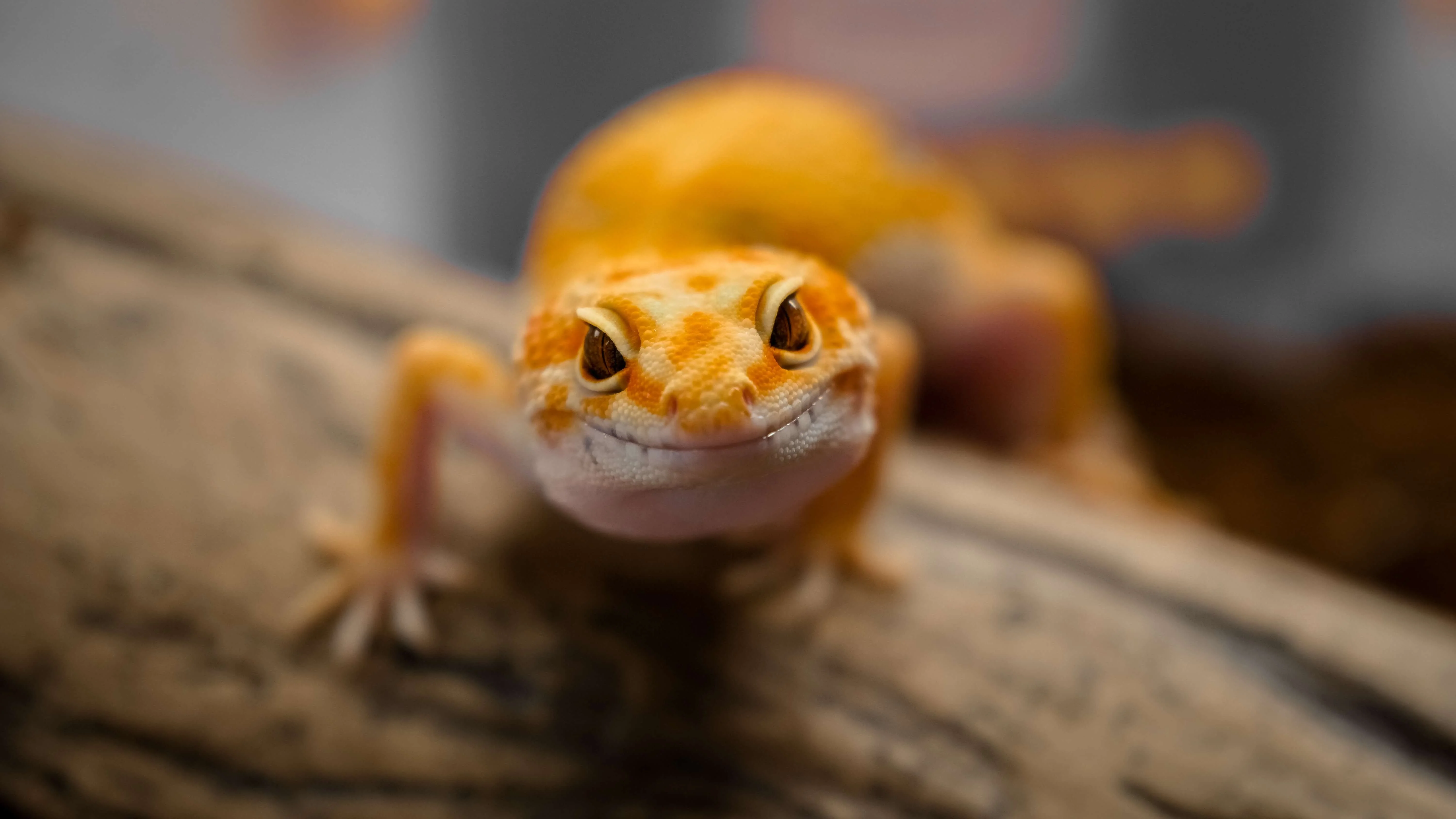 A leopard gecko with a distinctive yellow and white pattern on its skin, resting on a log